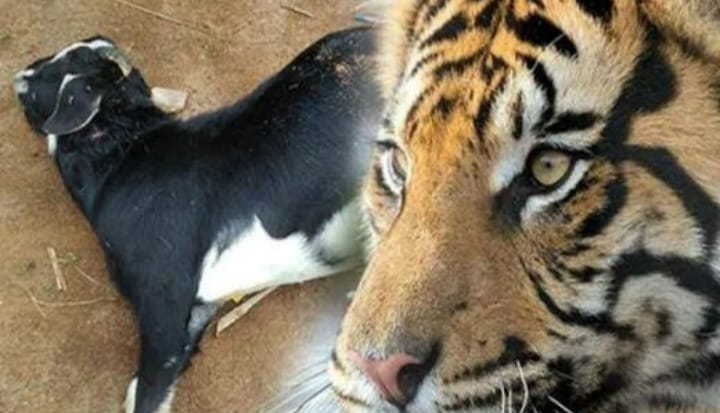 Harimau Mangsa Ternak Kambing Milik Warga Air Sebayur Analis Jurnal